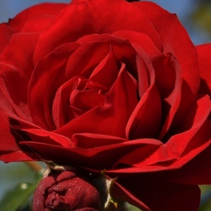 Diskreten vonj vrtnice - Roza - Amadeus® - 
